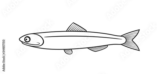 Anchovy outline. Isolated anchovy on white background