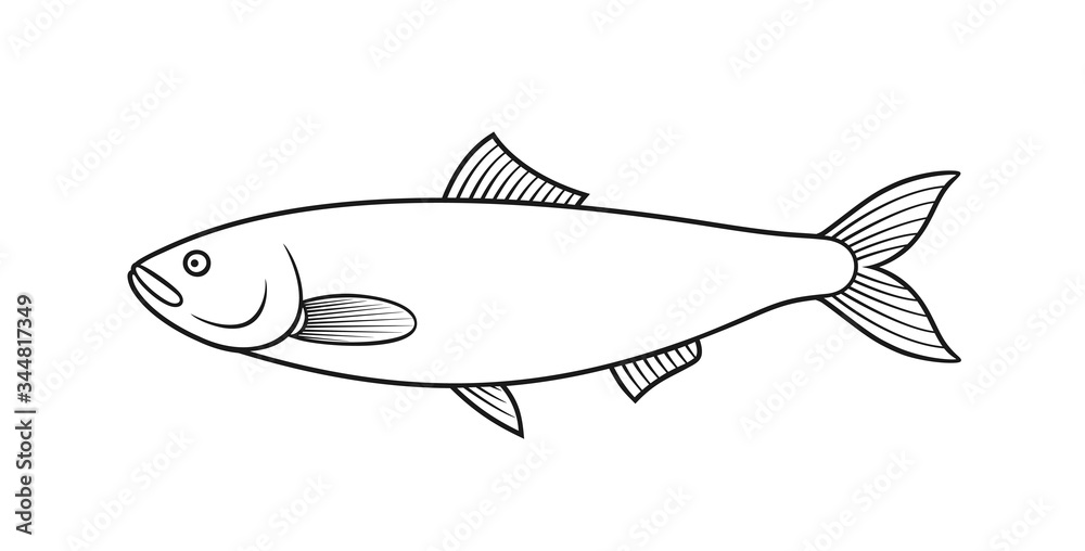 Fototapeta premium Herring outline. Isolated herring on white background
