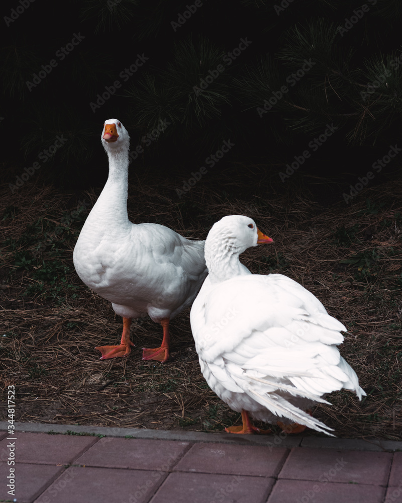 Obraz premium two white geese, a pair of geese