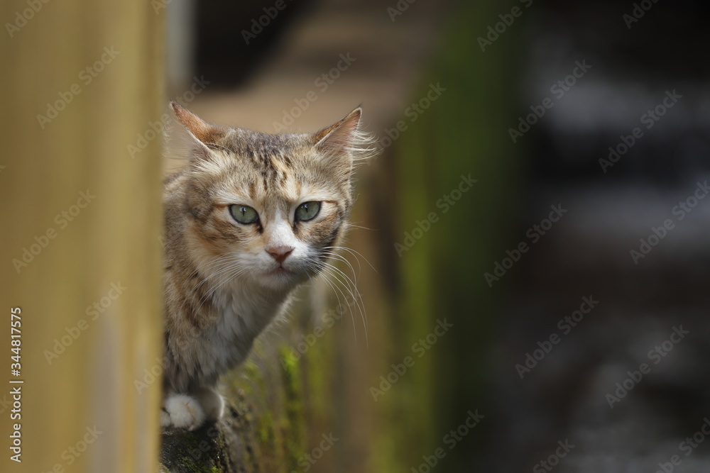 Fototapeta premium portrait of a cat
