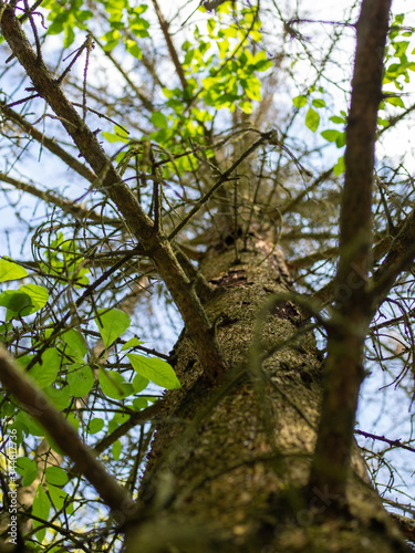 Pine trunk to the sky