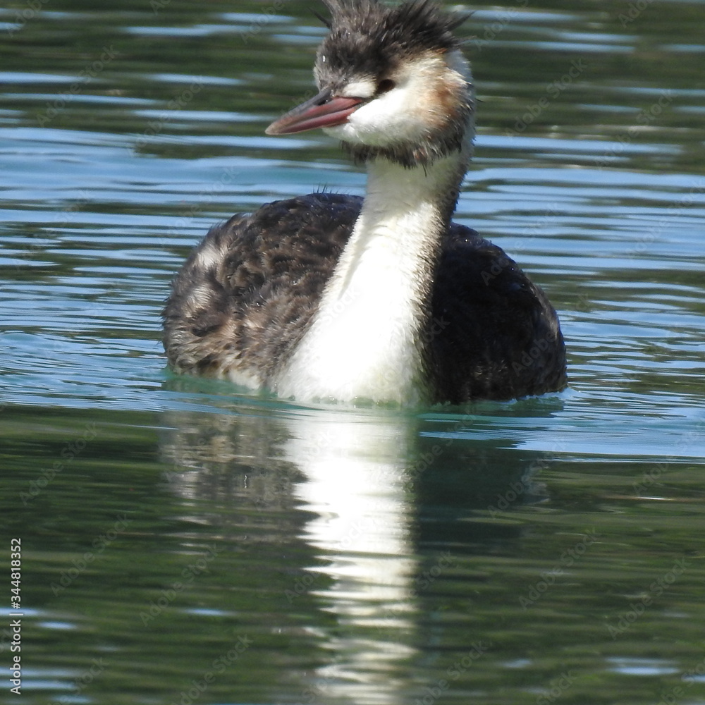 Fototapeta premium sea bird in the river