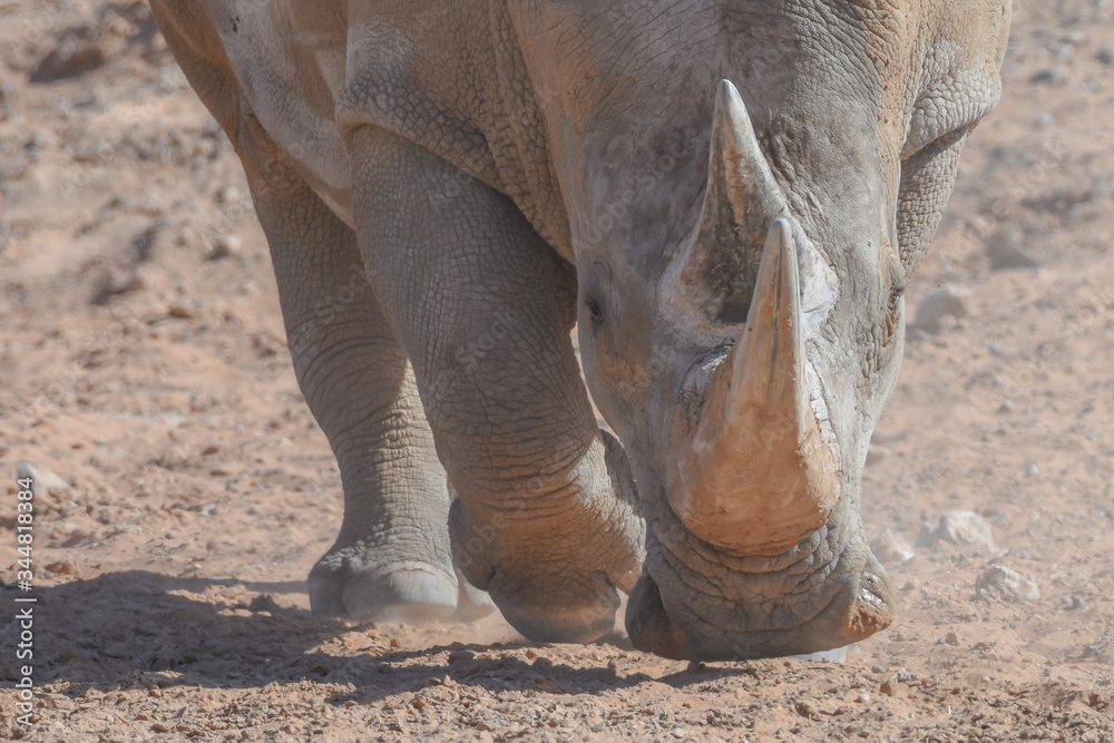 Obraz premium A white rhinoceros or square-lipped rhinoceros (Ceratotherium simum) close-up horns walking through the dry desert dirt.