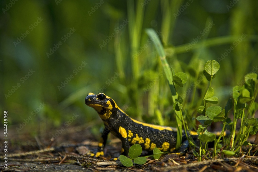 Fototapeta premium Feuersalamander