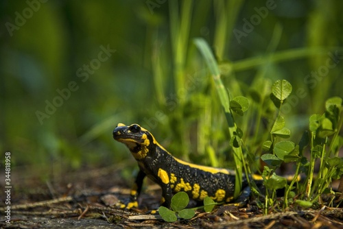 Feuersalamander