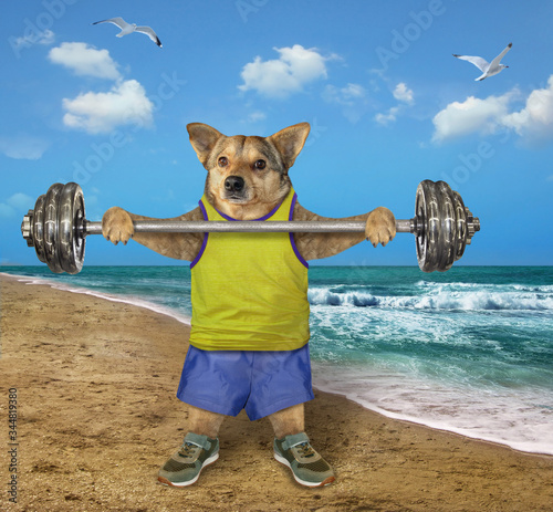 The beige dog athlete in a sports uniform is doing exercises with a barbell on the beach of the sea. © iridi66