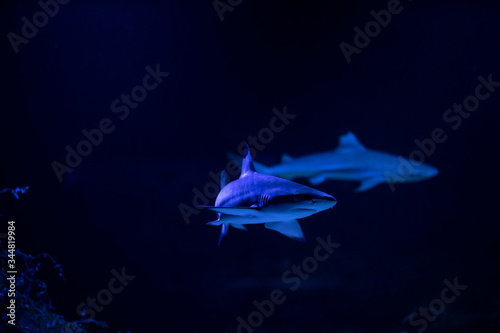 Nice danger big white shark attack in the sea auarium nature photo