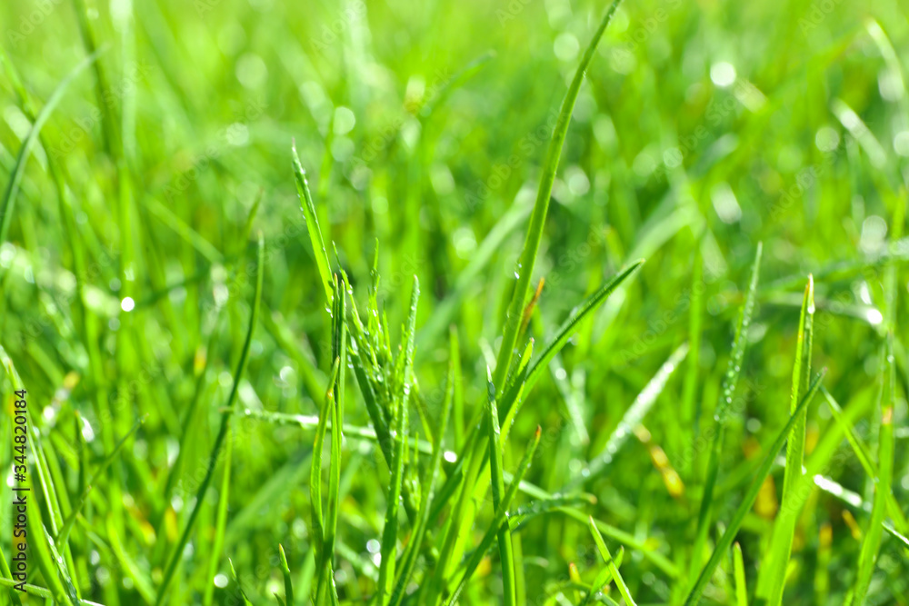 Lush green grass outdoors on sunny day, closeup Lush green grass outdoors on sunny day, closeup