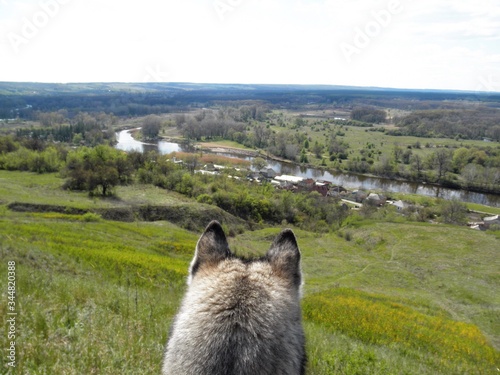 The wolf looks from the top of the mountain at the village, river and forest. Close-up rear view / Spring landscape photo