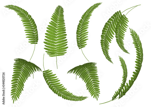 fern leaf isolated on white background