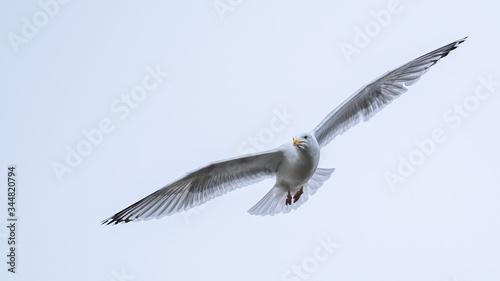 Herring gull flying in a pale white overcast sky with his wings fully outstretched while flying towards the camera