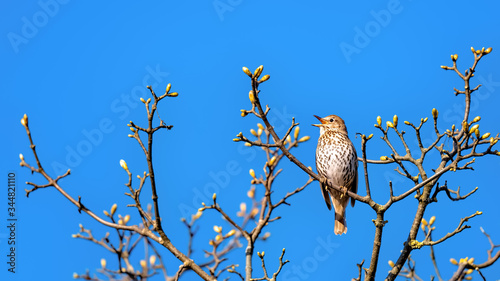 Tablou pe pânză Song thrush singing in a tree top among spring buds in soft sunshine against a c