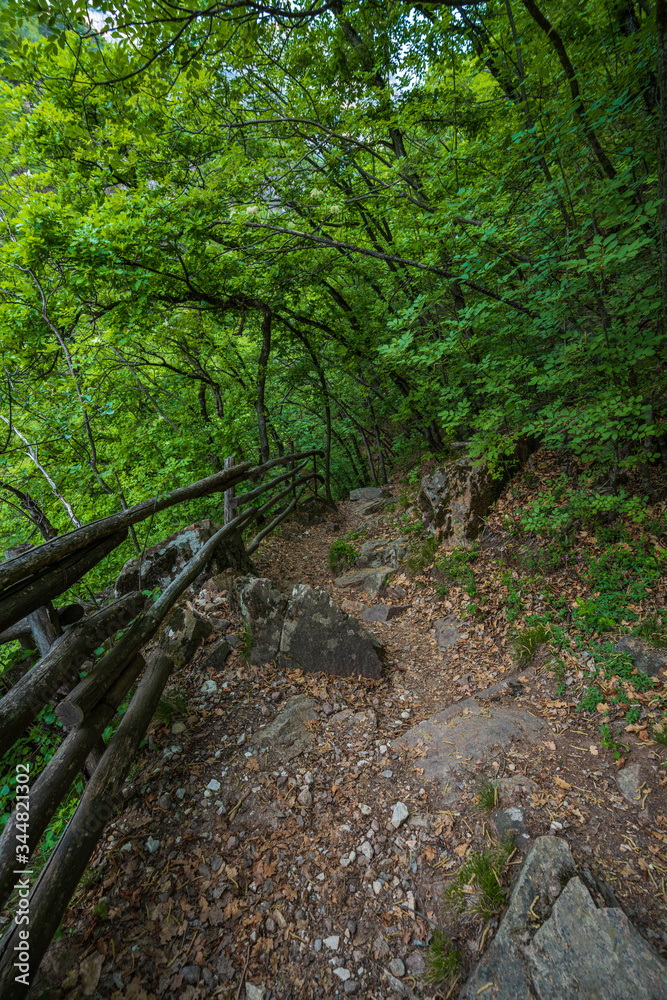 Mountain hiking trail leading through a forest full of fresh spring greenery in Appiano in Italian South Tyrol Mountain hiking trail leading through a forest full of fresh spring greenery in Appiano in Italian South Tyrol