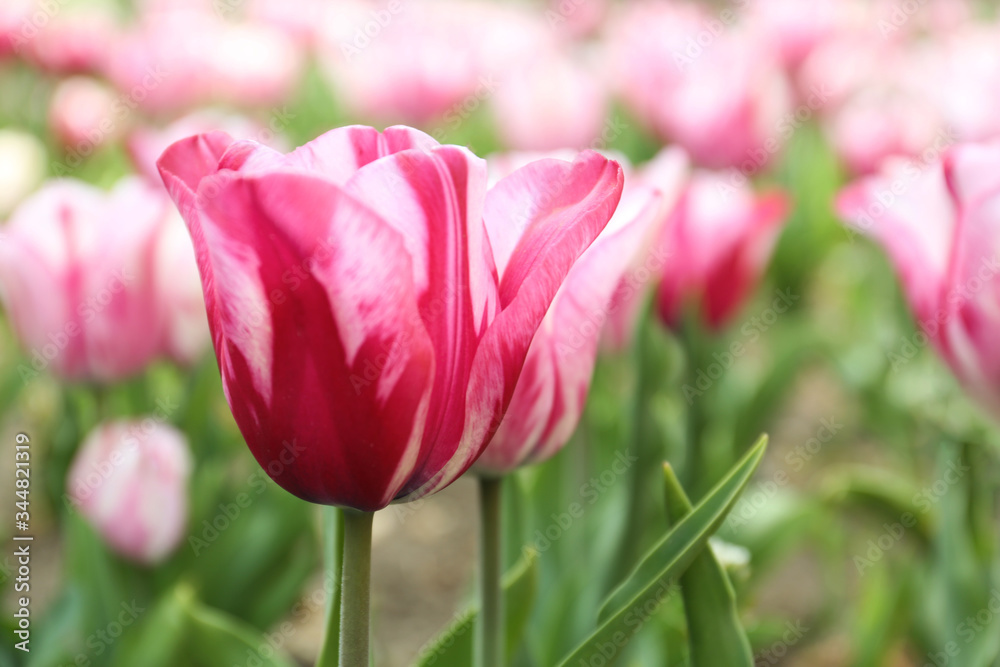 Beautiful blooming tulip outdoors on spring day Beautiful blooming tulip outdoors on spring day