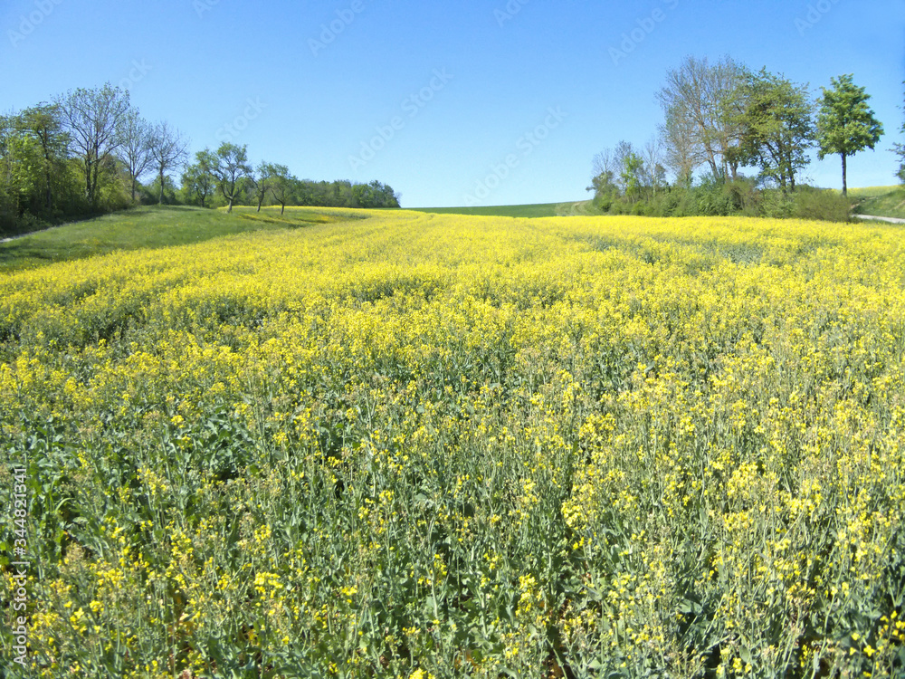 field of rape with flowers with blue sky in Germany in spring field of rape with flowers with blue sky in Germany in spring