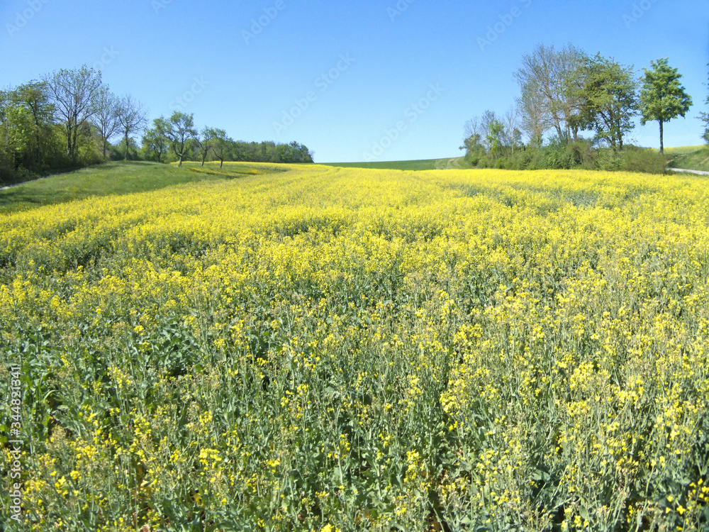 field of rape with flowers with blue sky in Germany in spring