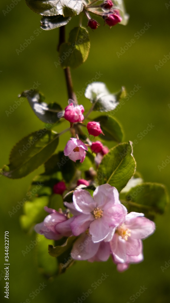 Apple tree blossom. Garden in the spring. Your dream garden Apple tree blossom. Garden in the spring. Your dream garden