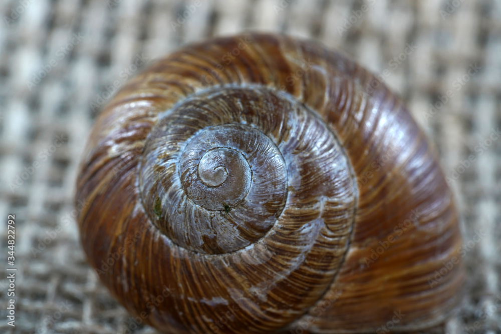 snail on a stone