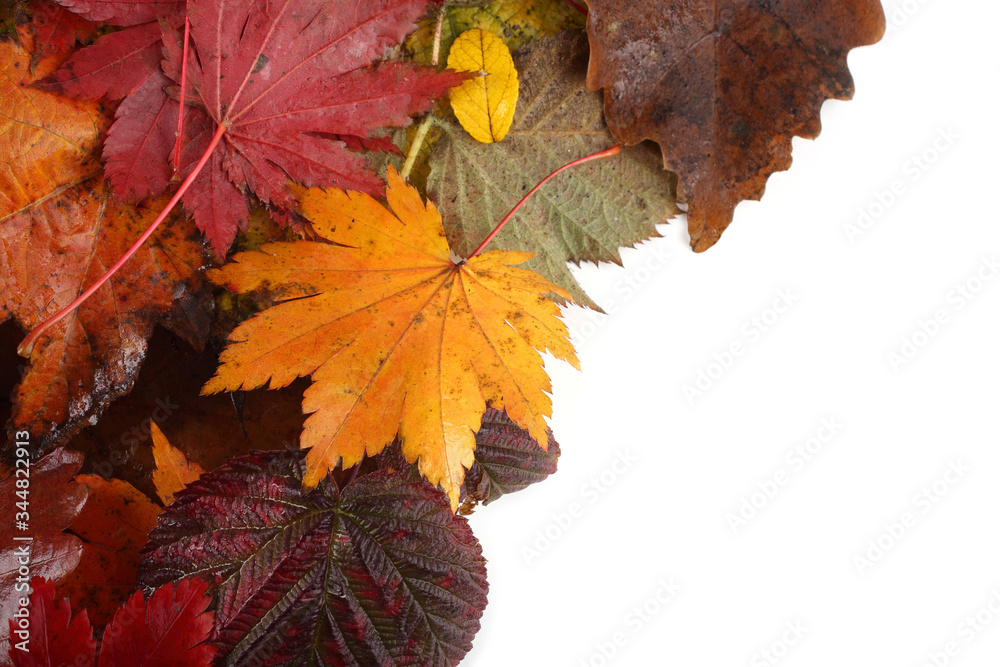 Autumn leaves background Autumn leaves background