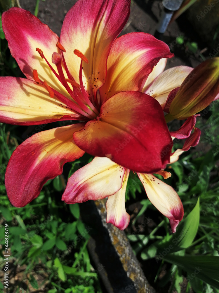 Red and yellow Lily flower close-up. Red and yellow Lily flower close-up.