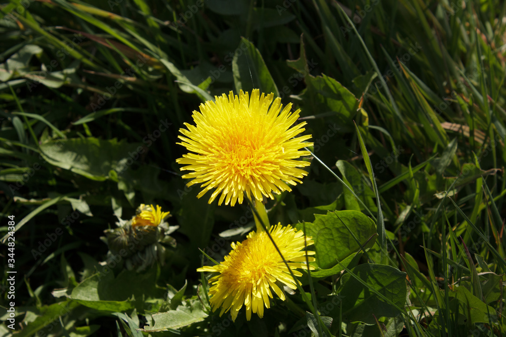 Considered a weed and despised by gardeners, the dandelion - named from the French dent-de-lion - provides an early spring splash of colour to fields and is an important source of food for insects