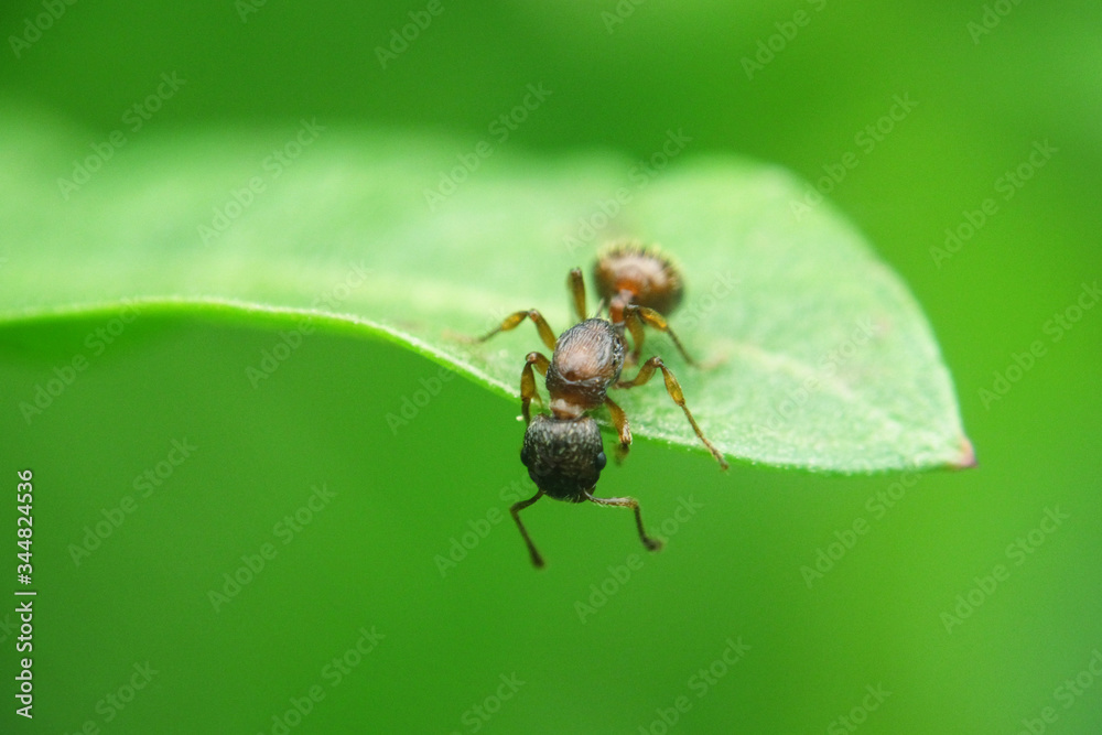 Ants insect concept, one ant holding and cohesion on green leaf by mouth and legs, copy space background, beautiful green nature animal macro, cooperation teamwork of ants insects wildlife on plant. Ants insect concept, one ant holding and cohesion on green leaf by mouth and legs, copy space background, beautiful green nature animal macro, cooperation teamwork of ants insects wildlife on plant.