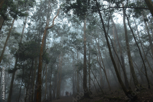 forest in fog, kodaikanal, tamil nadu in INDIA