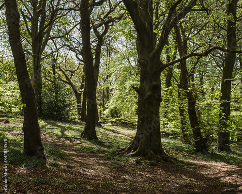 Increasing numbers of people are discovering that woodland like Hirst Wood in Shipley provides a peaceful and safe place to exercise while social distancing during the Covid19 restrictions on movement