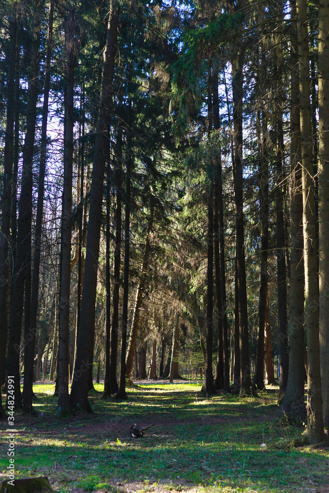 Fototapeta premium Park zone in the city