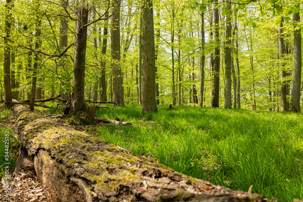 Obraz premium footpath in the woods