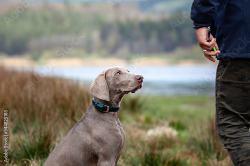 Weimaraner Welpe Jagdhund in der Ausbildung