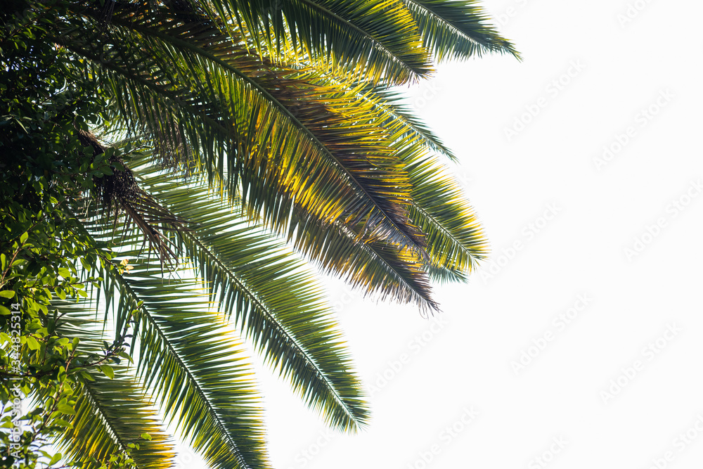 Bright leaves of phoenix canariensis