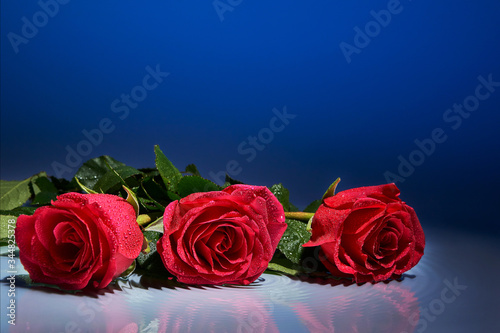 Red roses in water on a blue background