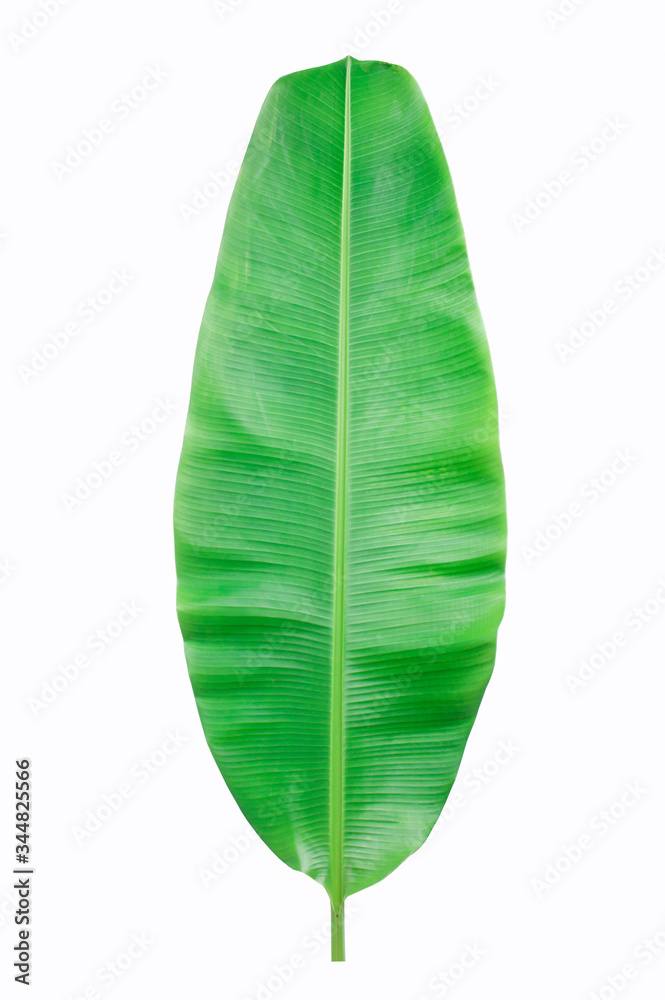 Fresh green banana leaves on a white background clipping path Fresh green banana leaves on a white background clipping path