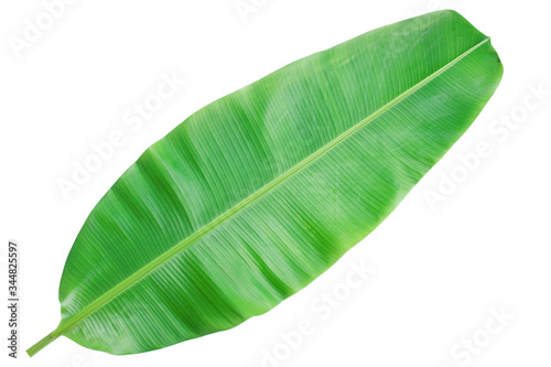 Banana leaf on a white background clipping path