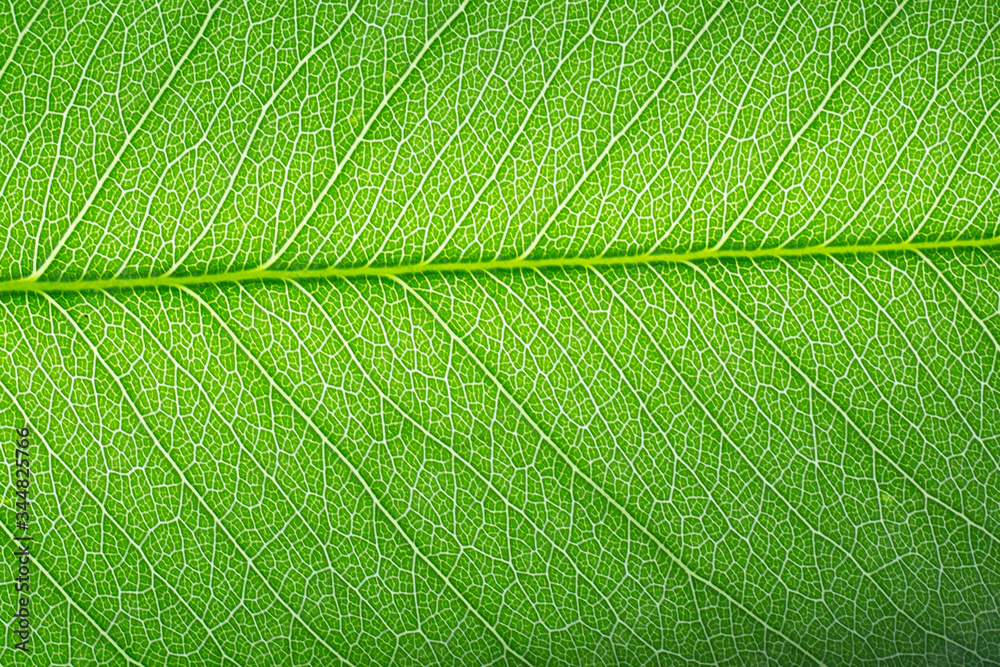 Leaves that see fibers Leaves that see fibers