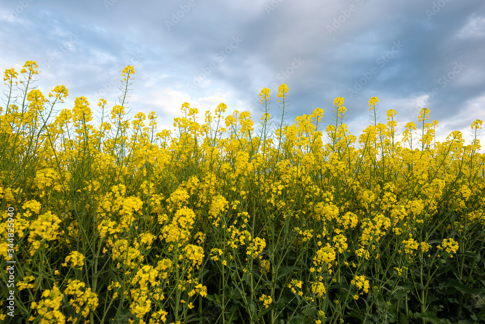 Rapeseed field with blue sky. Colza (canola) plant for green energy, oil industry and honey plant. Rape seed flower Rapeseed field with blue sky. Colza (canola) plant for green energy, oil industry and honey plant. Rape seed flower