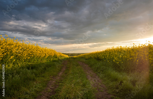 Rapeseed field at sunset  Blooming canola flowers panorama. Rape on the field in summer. Bright Yellow rapeseed oil 