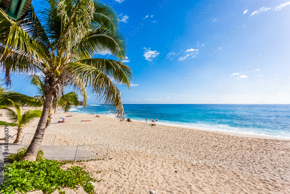 Fototapeta premium palm trees on the beach, Boucan Canot, Reunion island 