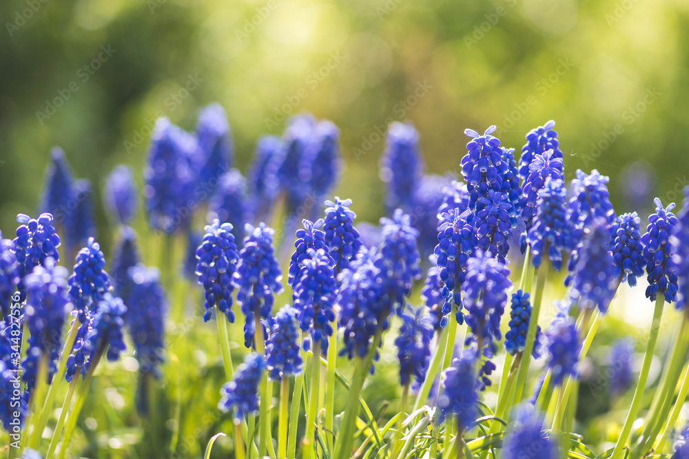 Beautiful flowers, blue grape hyacinth or bluebells, muscari flower in spring, perennial bulbous plants, close up