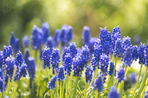 Beautiful flowers  blue grape hyacinth or bluebells  muscari flower in spring  perennial bulbous plants  close up