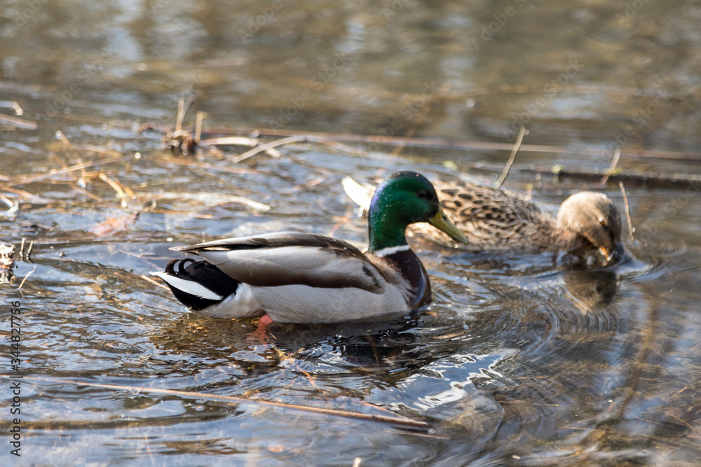 Fototapeta premium The ducks arrived in the spring. Ducks swim in the pond. Ducks near the shore. Female and male ducks. Beautiful plumage. Lake in the forest.