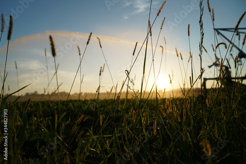 Irrigation of the fields before sunset