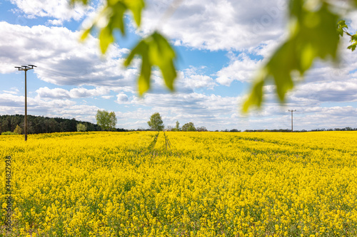 rapeseed field and blue sky with leaves in foreground