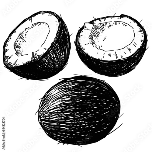 Hand drawn coconut sketch isolated on white background. Vintage vector food illustration.