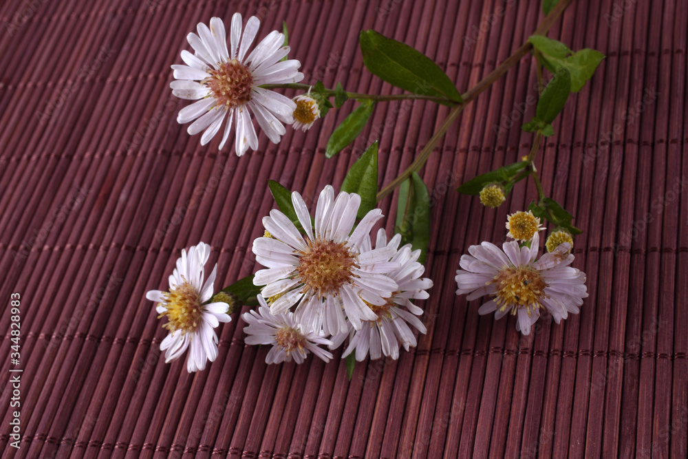 Obraz premium Wild asters on bamboo background
