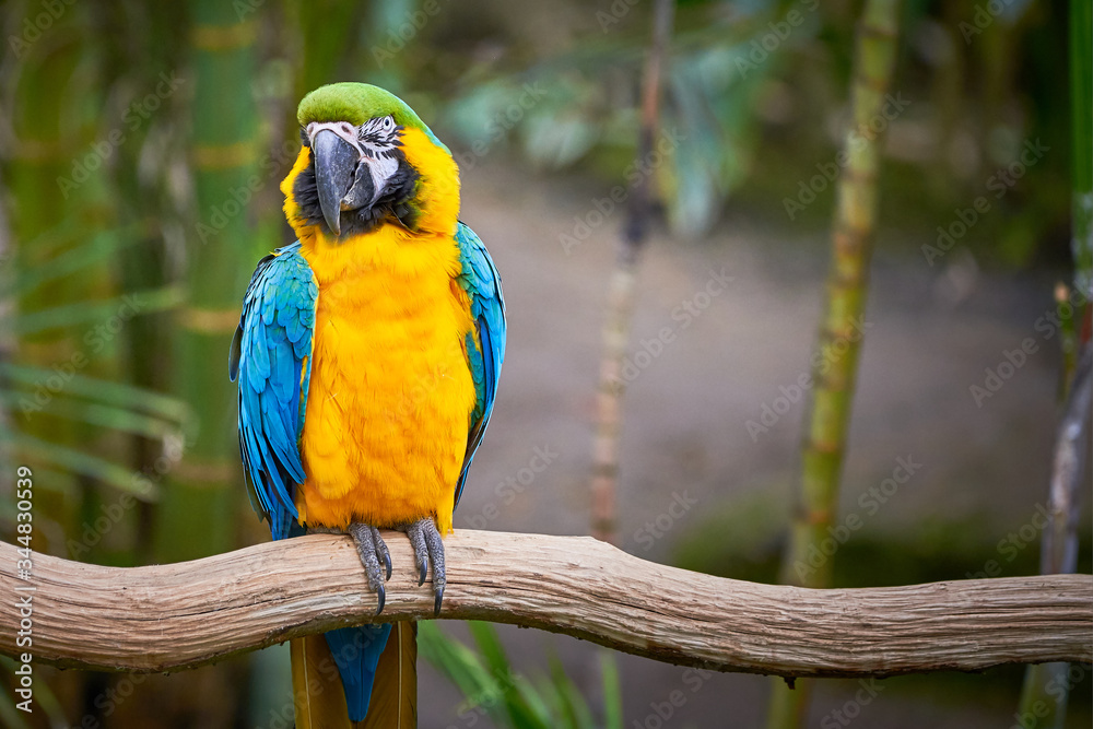 Obraz premium Blue-and-yellow macaw sitting on a branch (Ara ararauna), exotic bird