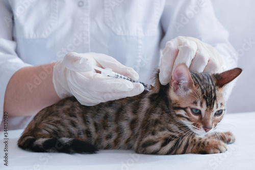The veterinarian vaccinates the kitten. Subcutaneous injection. Treatment. A coronavirus vaccination. The concept of prevention and protection.