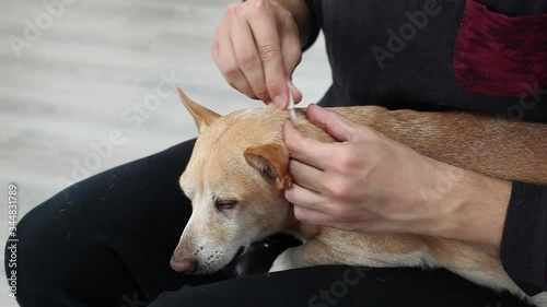 Hand of man dripping drops of remedy from fleas and ticks. Treatment of chihuahua dog from ticks, fleas, parasites at withers with drops. Apply medicine on dog fur closeup. prevention of ticks in dog photo