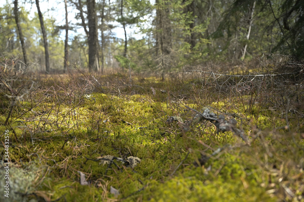 Forest Forest